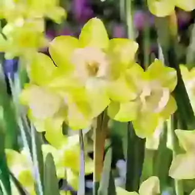 Verdin